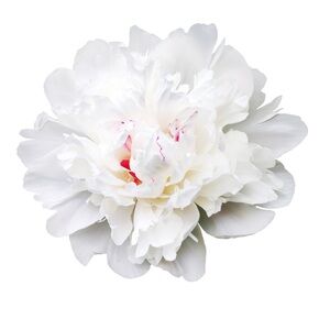 White Peony 🪷